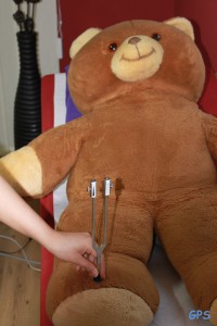 Teddy beim Check-Up
