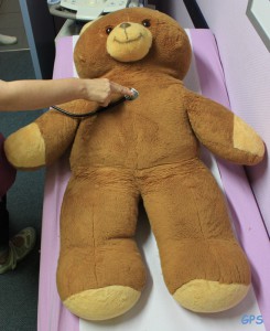 Teddy bei der körperlichen Untersuchung