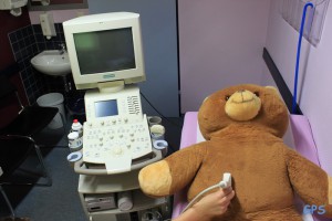 Teddy beim Ultraschall
