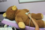 Teddy beim Ultraschall